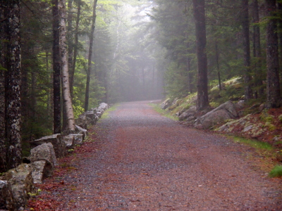 [Looking down a tree-lined road which curves to the right in the distant fog.]